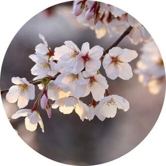 Cherry Blossoms Vlies Fotobehang 140x140cm Rond