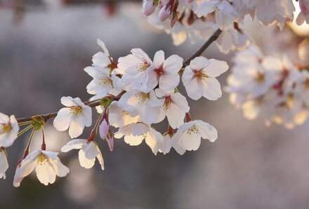 Cherry Blossoms Vlies Fotobehang 384x260cm 8-banen