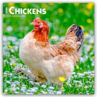 Chickens - Hühner 2026 - 16-Monatskalender - Browntrout Wandkalender - Browntrout Publishers