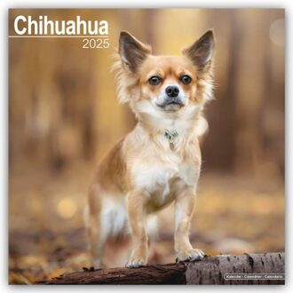 Chihuahua Calendar 2025 Square Dog Breed Wall Calendar - 16 Month - Browntrout Wandkalender - Avonside Publishing Ltd