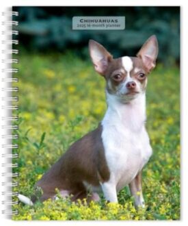 Chihuahuas 2025 Engagement