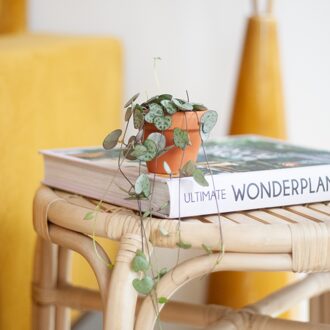 Chinees Lantaarnplantje - Mini Ceropegia Woodii - P6