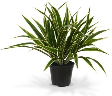 Chlorophytum Graslelie 30 cm - Kunstplant