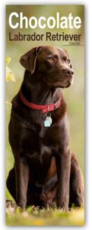 Chocolate Labrador Retriever Slim Calendar 2025 Dog Breed Slimline Calendar - 12 Month - - Avonside Publisher Ltd