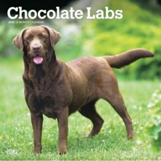 Chocolate Labrador Retrievers 2025 12 X 24 Inch Monthly Square Wall Calendar Plastic-Free - Browntrout