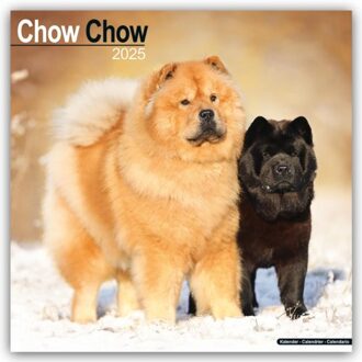 Chow Chow Calendar 2025 Square Dog Breed Wall Calendar - 16 Month - Browntrout Wandkalender - Avonside Publishing Ltd