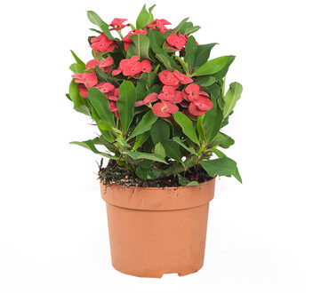 Christusdoorn - Euphorbia Milii - P 12 cm