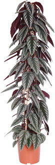 Cissus Discolor (Rex begonia vine) - P 27 cm