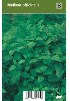 Citroenmelisse (melissa officinalis) kruiden - 12 stuks
