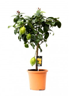 Citroenplant (Citrus Lemon) P 19 cm