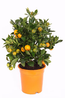 Citrus calamondin - P 19 cm