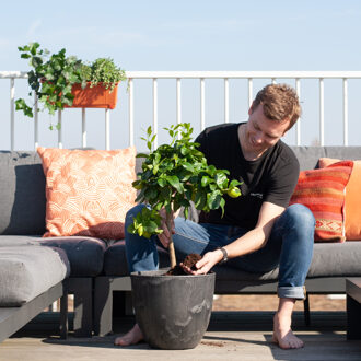 Citrus Lemon - Citroenboom - P21