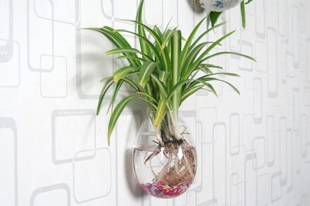 Clear Vorm Glas groene radijs Hydrocultuur Bloem Plant Container Water Plant Muur Opknoping Vaas Thuis Bruiloft Decor