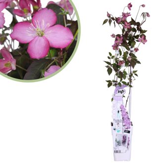 Clematis Montana Fincent - Bosrank - P15