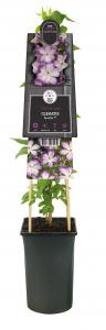 Clematis Pernille® - bosrank 75 cm