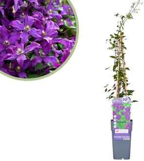 Clematis Viticella Polish Spirit - Bosrank - P15