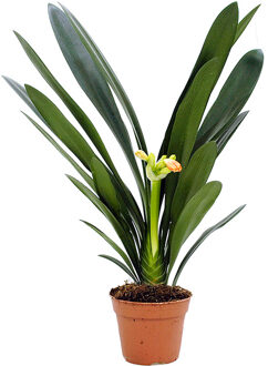 Clivia Miniata (Sint Jozefbloem) - P 13 cm