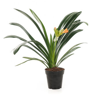 Clivia P 15 cm