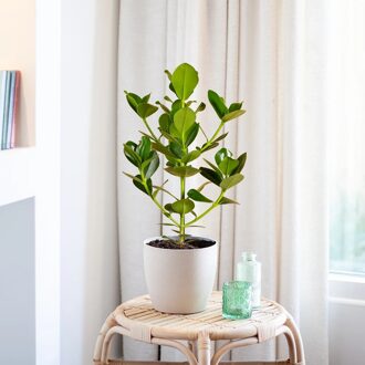 Clusia Rosea 'Princess' - P 17 cm