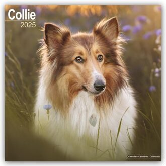 Collie Calendar 2025 Square Dog Breed Wall Calendar - 16 Month - Browntrout Wandkalender - Avonside Publishing Ltd