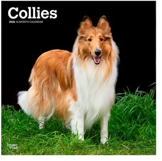 Collies - Langhaarcollie 2026 - 16-Monatskalender - Browntrout Wandkalender - Browntrout Publishers