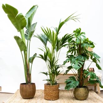 Combideal - Monstera Deliciosa P24 + Strelitzia Augusta P30 + Howea Forsteriana P21