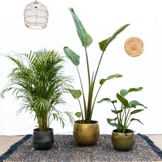 Combideal - Strelitzia Augusta P30 + Dypsis Lutescens P24 + Strelitzia Nicolai P21