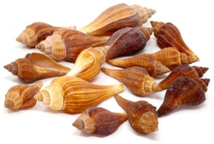 CONCORDE 5x zakjes decoratie/hobby posthoorn schelpen bruintinten 100 gram