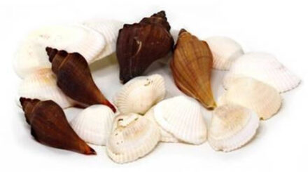 CONCORDE Decoratie/hobby zee schelpen wit/bruin klein 100 gram