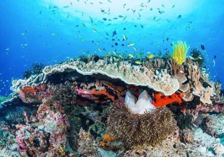 Coral Reef Vlies Fotobehang 400x280cm 8-banen Multikleur
