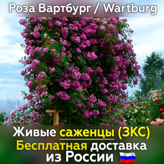 Corded rose seedlings vartburg (Wartburg) -free shipping from Russia, not seeds, live flowers in a pot