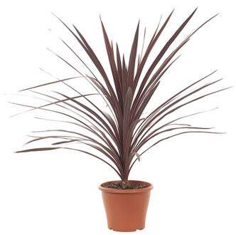 Cordyline Australis red sensation - P 21 cm