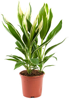 Cordyline Fruticosa conga - P 19 cm