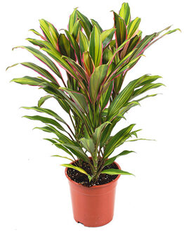 Cordyline Kiwi (fruticosa) - P 19 cm