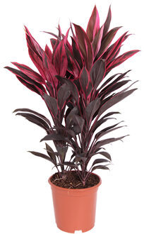 Cordyline Tango - P 19 cm
