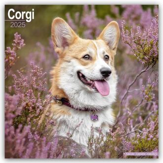 Corgi Calendar 2025 Square Dog Breed Wall Calendar - 16 Month - Browntrout Wandkalender - Avonside Publishing Ltd