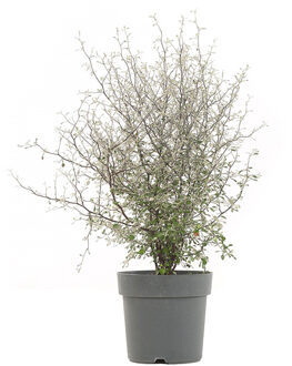 Corokia 'Maori Green' (Zigzagplant) - P 19 cm