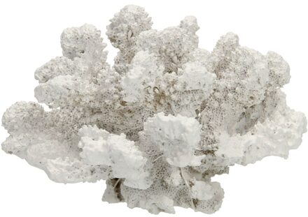 Coun Decobal koraal florin