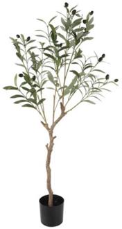 Countryfield Olijfboompje Olea europaea L 105cm groen