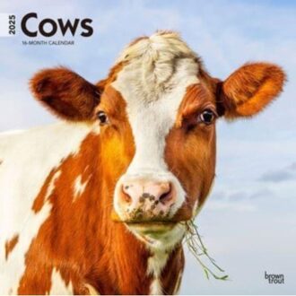 Cows 2025 12 X 24 Inch Monthly Square Wall Calendar Plastic-Free - Browntrout