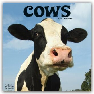 Cows Calendar 2025 Square Farm Animal Wall Calendar - 16 Month - Browntrout Wandkalender - Avonside Publishing Ltd
