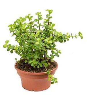 Crassula afra M kamerplant