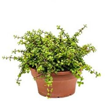 Crassula afra S kamerplant