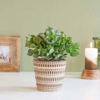 Crassula Curly Green - Jadeplant - P12