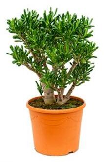 Crassula gollum L kamerplant
