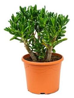 Crassula gollum M kamerplant