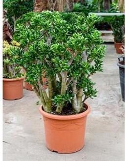 Crassula gollum XL kamerplant