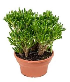 Crassula hobbit M kamerplant