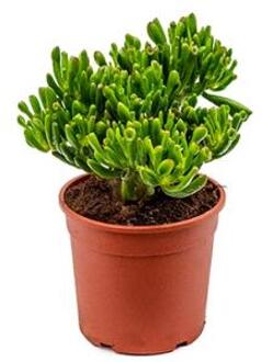 Crassula hobbit S kamerplant