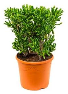Crassula horntree L kamerplant